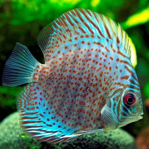 S.discus   Discus leopard 6-7 cm